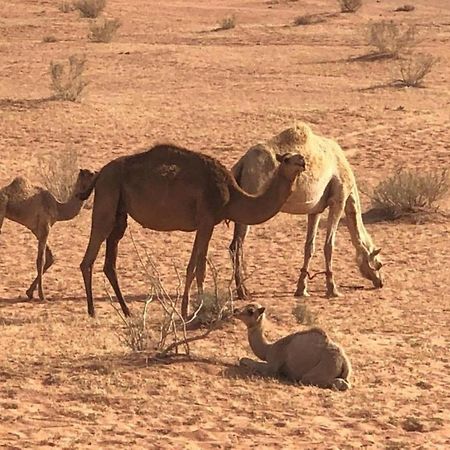 Hotel Milky Way Nights Camp Wadi Rum Exterior foto