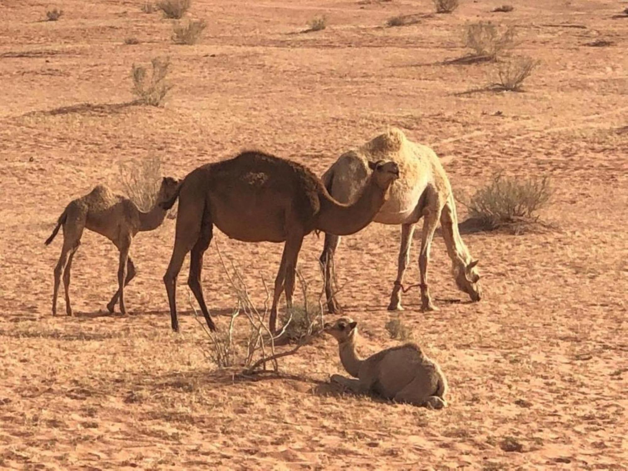 Hotel Milky Way Nights Camp Wadi Rum Exterior foto